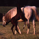 Pick, Promote a Top Stallion promo image