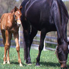 Savvy Breeding Do's and Don'ts promo image