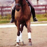 Leg-Yield to Manage Your Horse's Spooks promo image