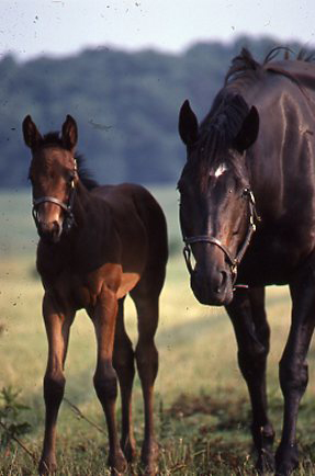 Expenses of the First 21 Days of Breeding promo image