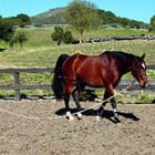 Keep Your Horse from Pulling on the Longe promo image