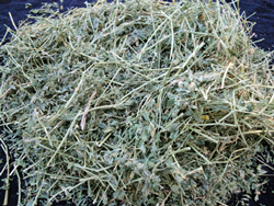 Alfalfa_250