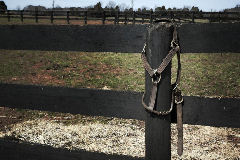 Understand Equine Insurance promo image