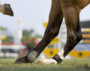 jumpinghorsehocks