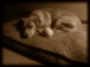 Barney sleeping in his bed
