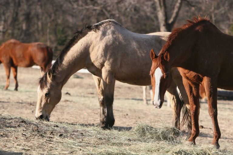 Horse Feed: What's in It? promo image