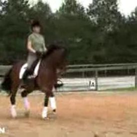 video-ride-the-trot-lengthening-promo-image