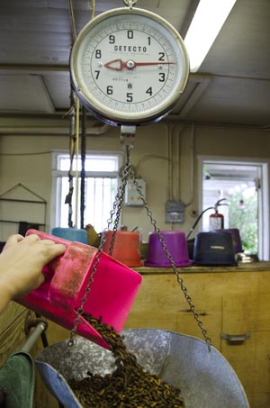 Weighing horse feed with scale