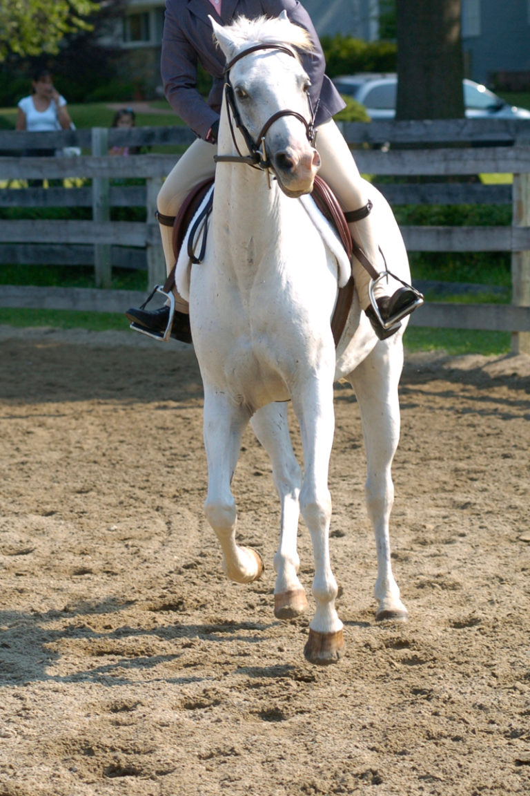 Fix a Horse who Cuts into the Center of the Ring promo image