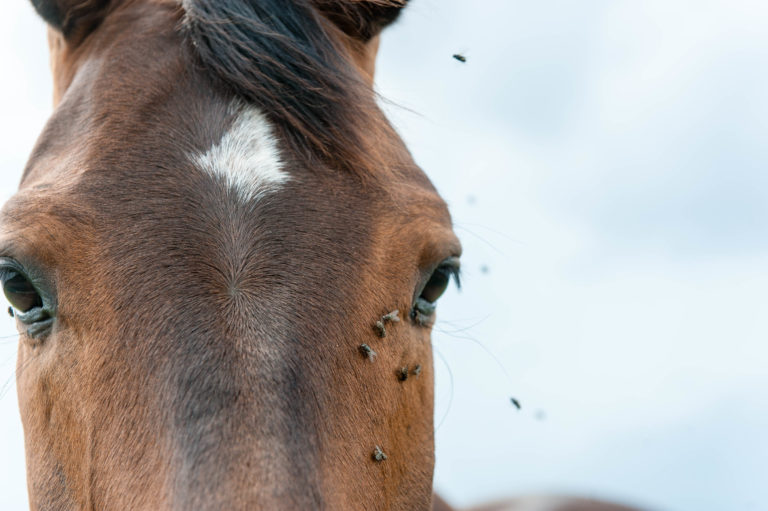Horse Flies on Face