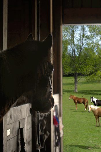 ph-stall-colic-risks