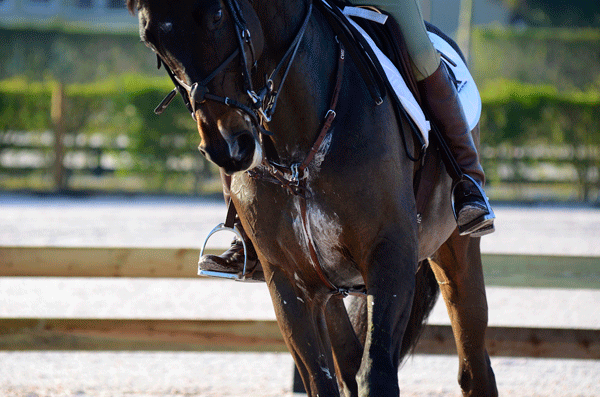 ph-horse-maintaining-electrolytes