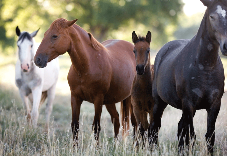 Curbing a Mustang Baby Boom promo image