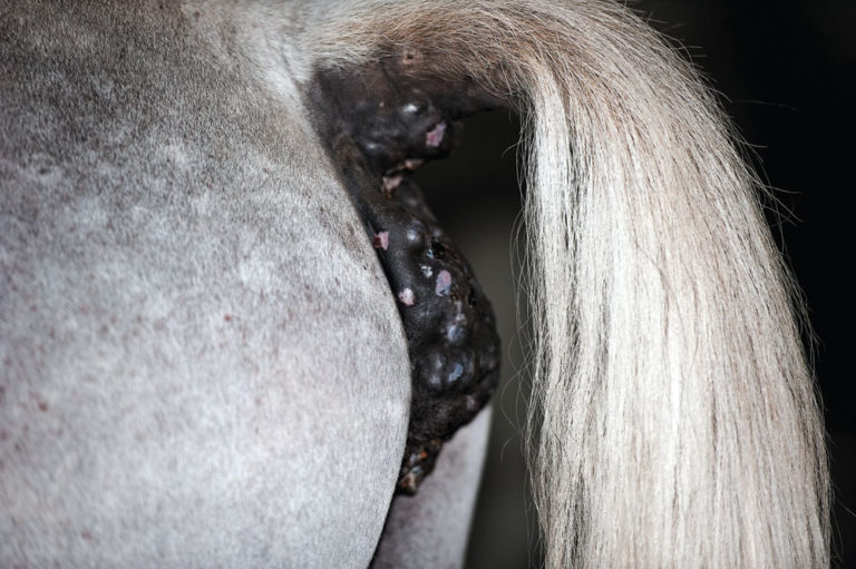 Equine Melanoma Vaccine In the Works promo image