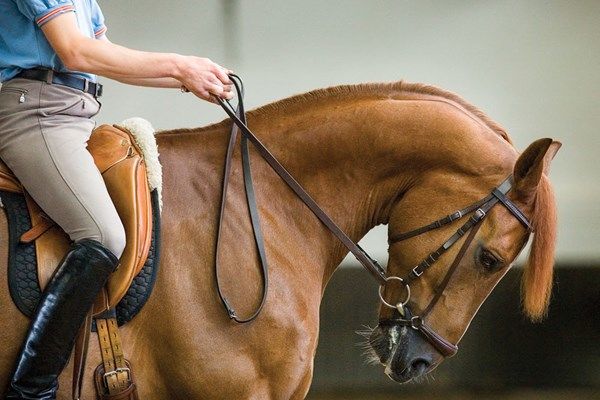 Hyperflexion-in-horses