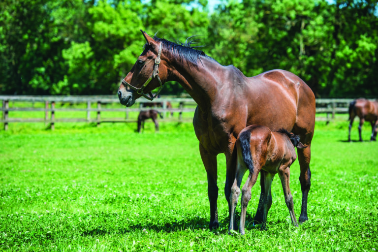 PRHP-170300-AMINOAC-04