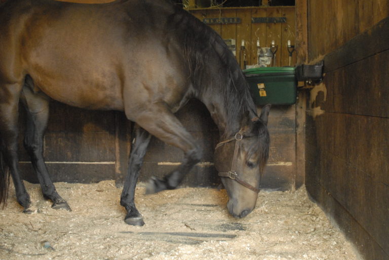 _DSC4876 colicky horse pawing