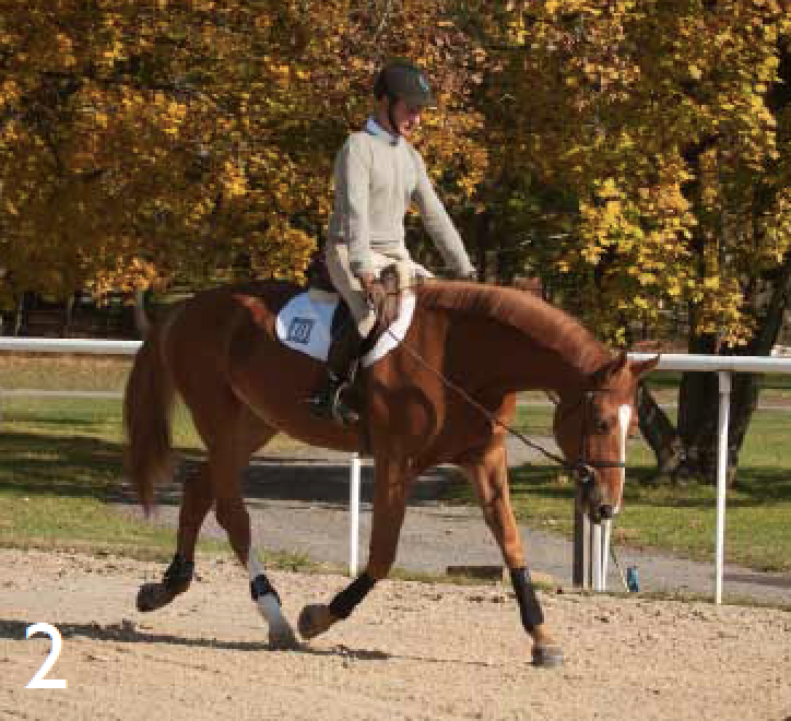 Straighten Your Horse for a More Powerful Jump