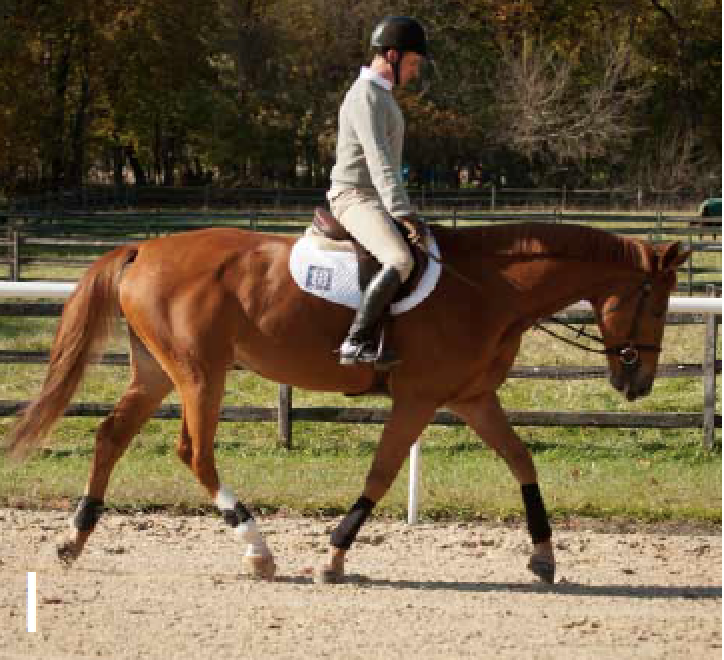 Straighten Your Horse for a More Powerful Jump