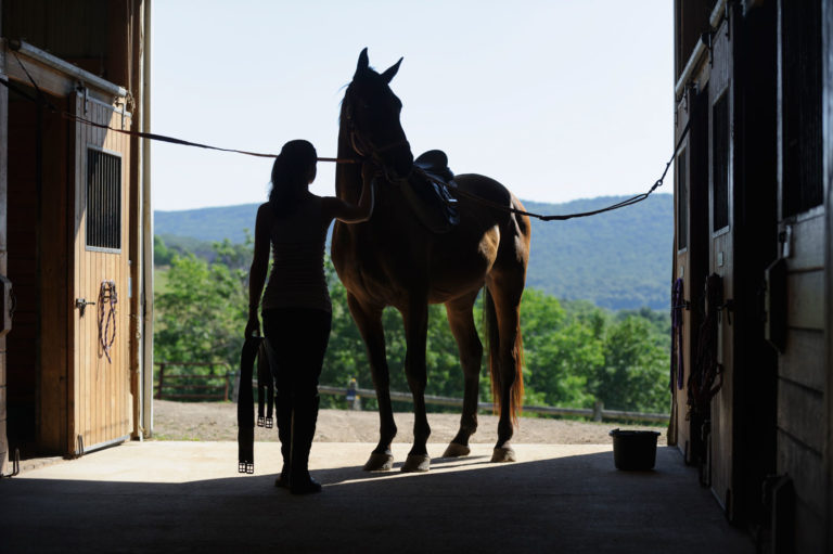 equine-collegiate