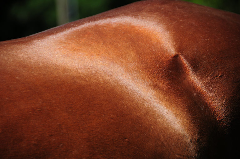 shutterstock_1431285008