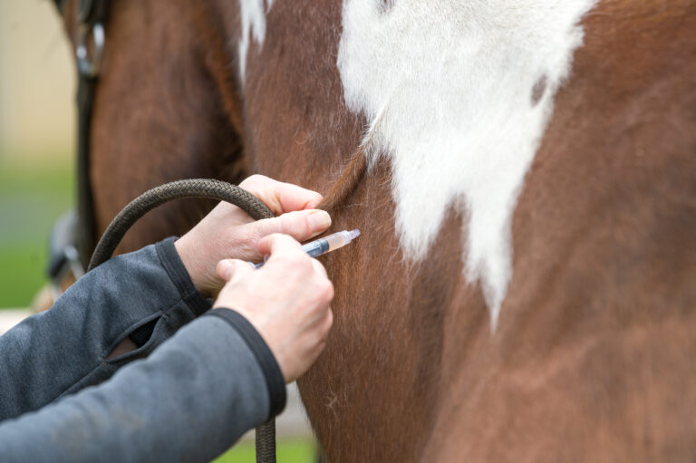 Equine Influenza Vaccination