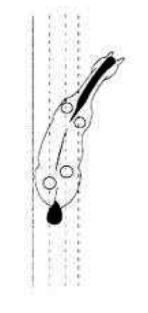 shoulder-in