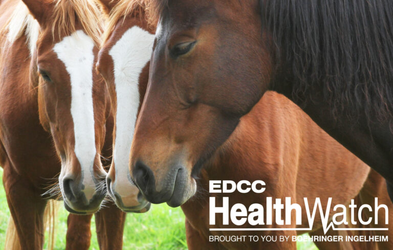 Three Horses Standing Together