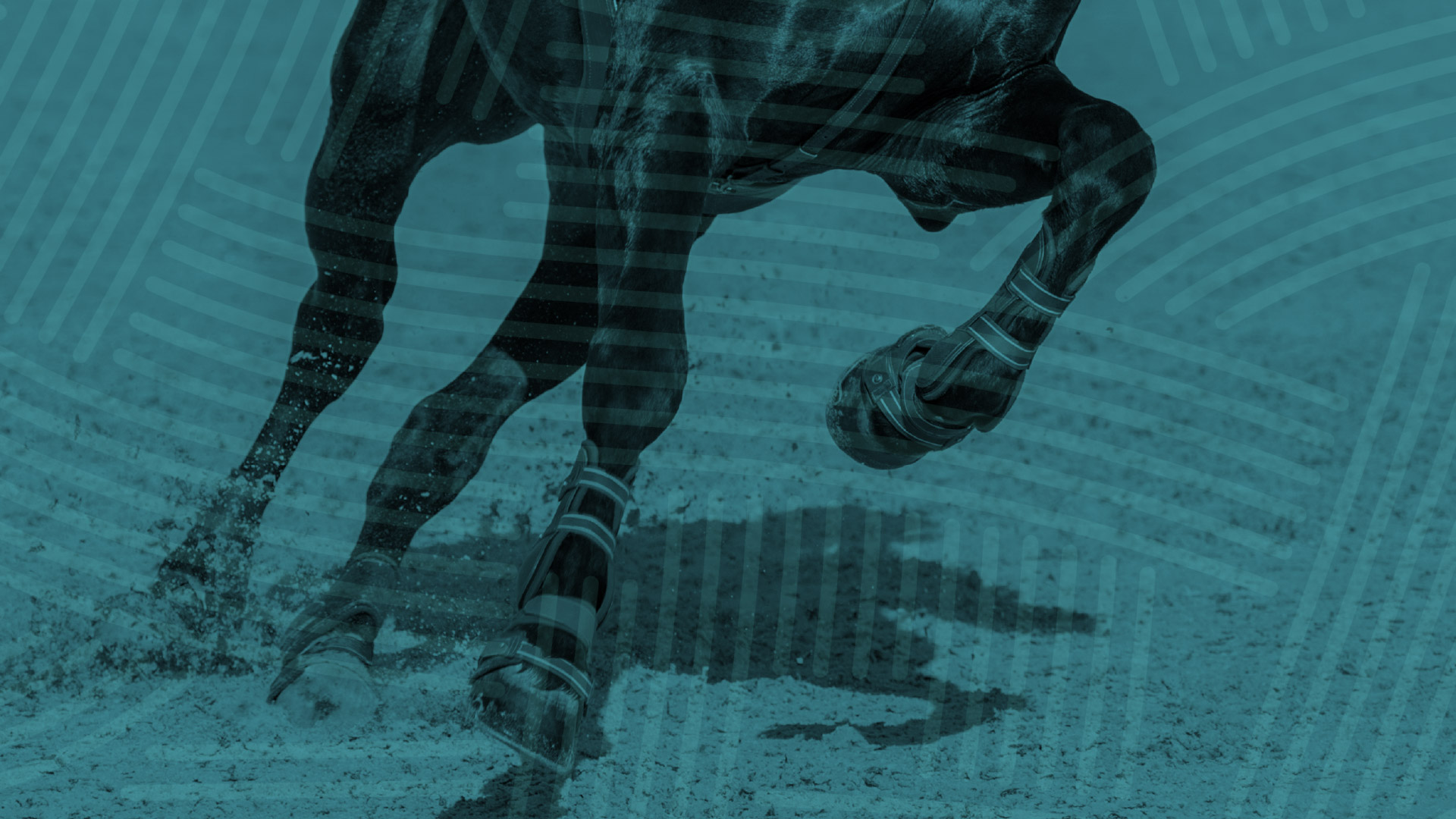 8 Tips to Manage Your Performance Horse’s Joints Practical Horseman