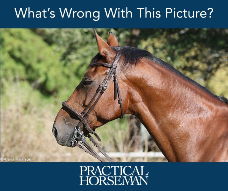 PH Bridle What's Wrong