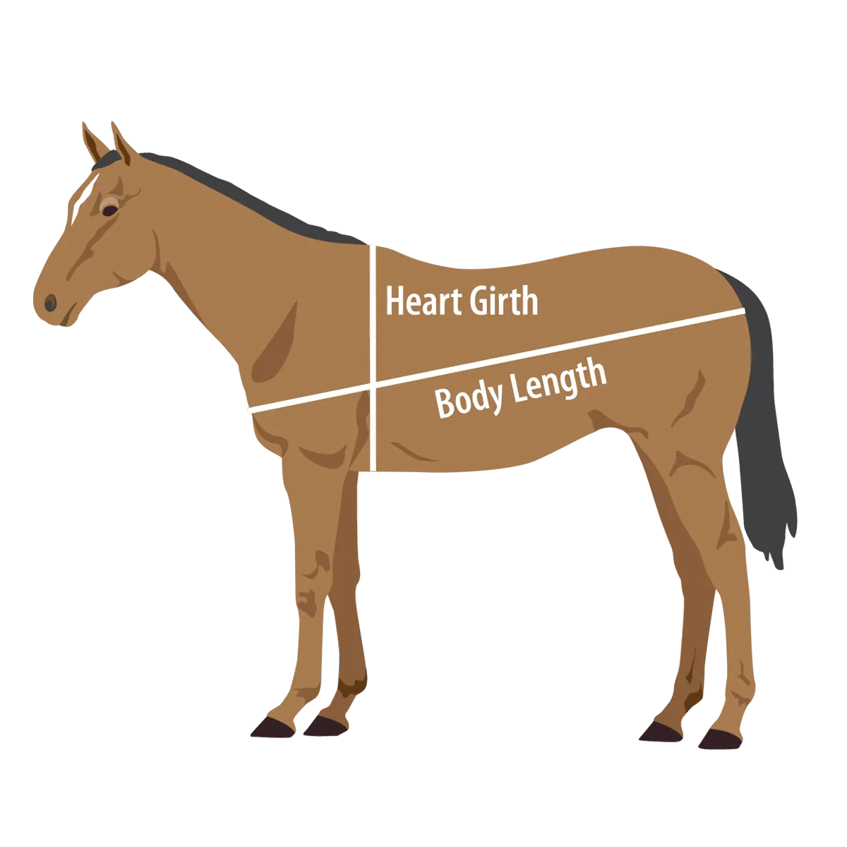 Horse Measurement Guide