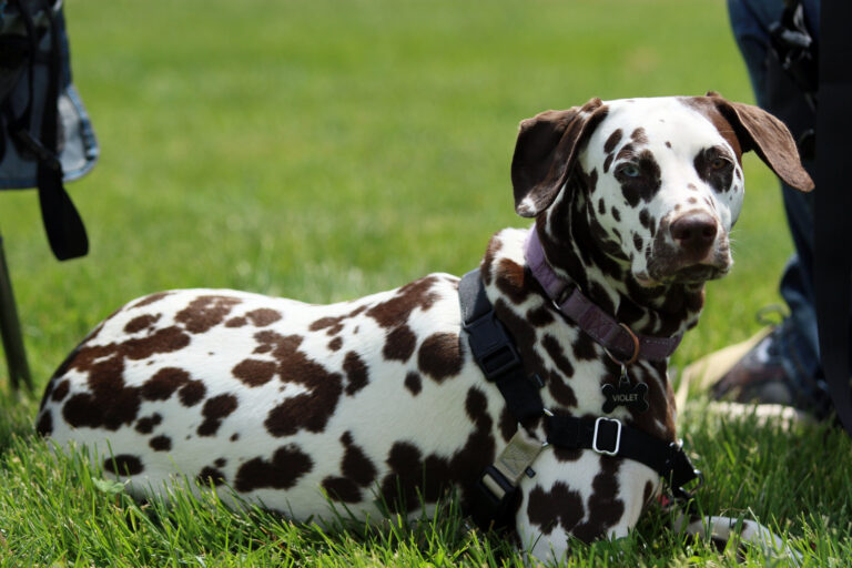 Dog3_AH