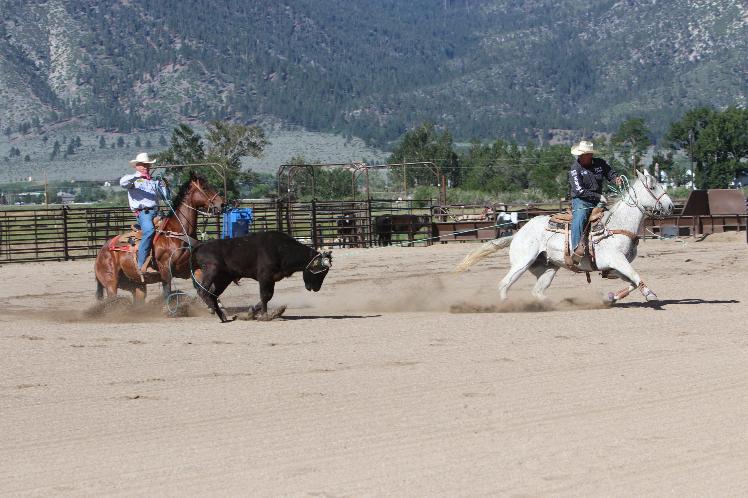 Jake Barnes Team Ropers