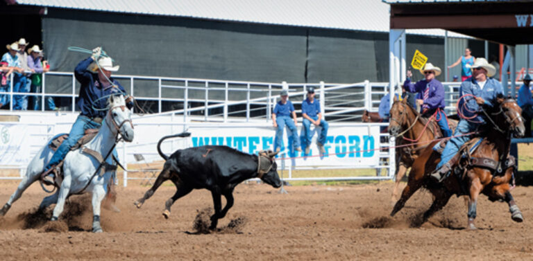 Bird and Eaves, Spicer Gripp 2014