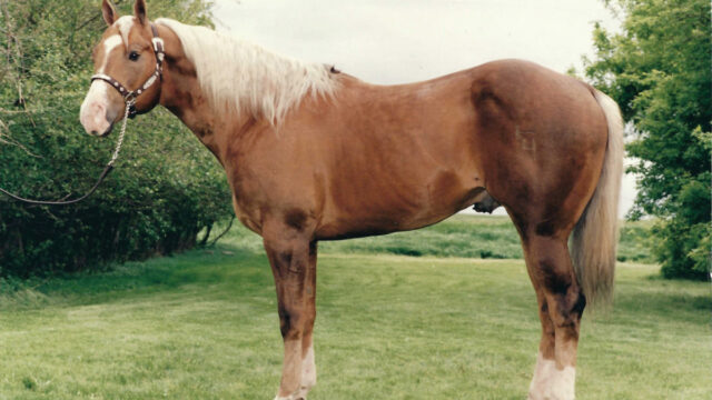 AQHA Bloodlines