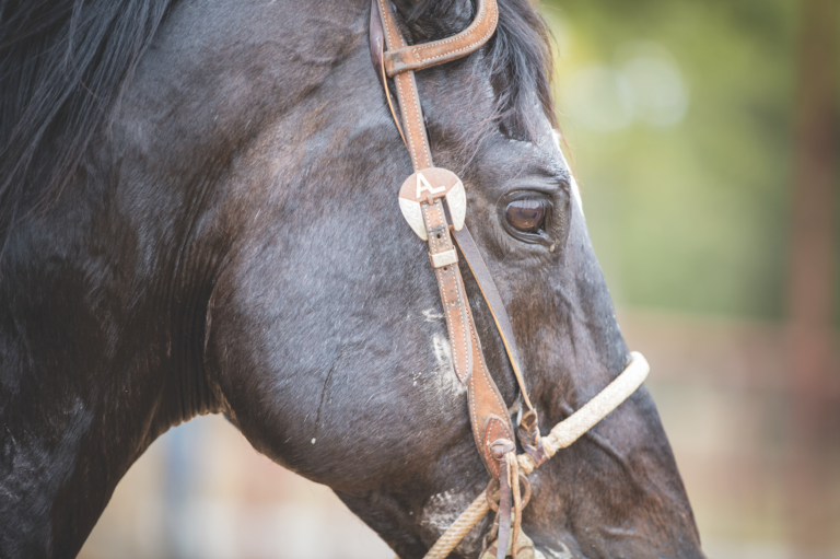 Horse Buying Team Roping Journal