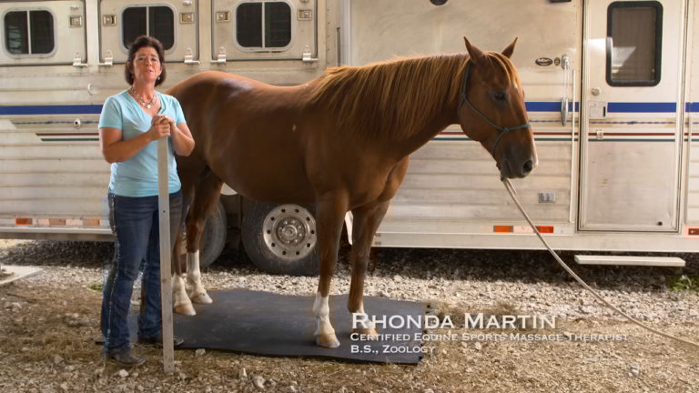 Improving Your Horses Posture for Saddle Fit
