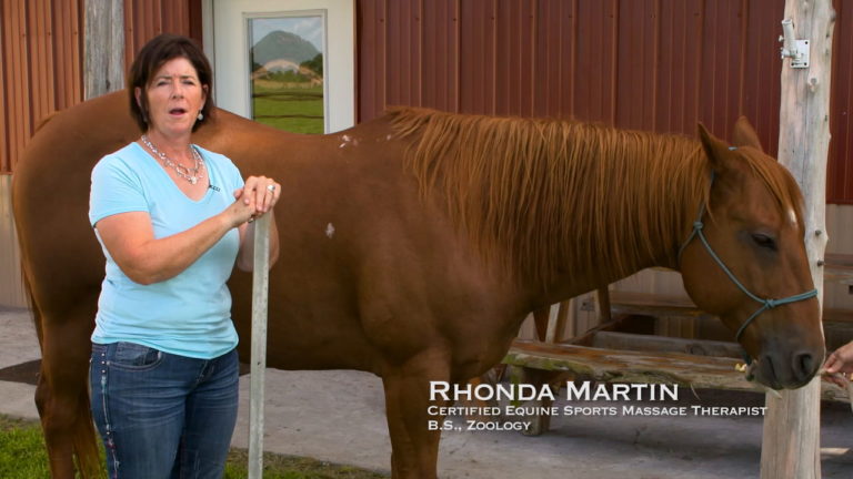 Exercising with CSI Saddle Pads