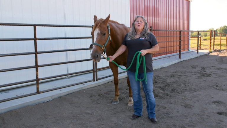 CSI SADDLE PADS_HOW TO TAKE PHOTOS_TIPS