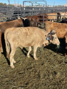 NFR roping steer