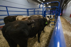 NFR team roping steers