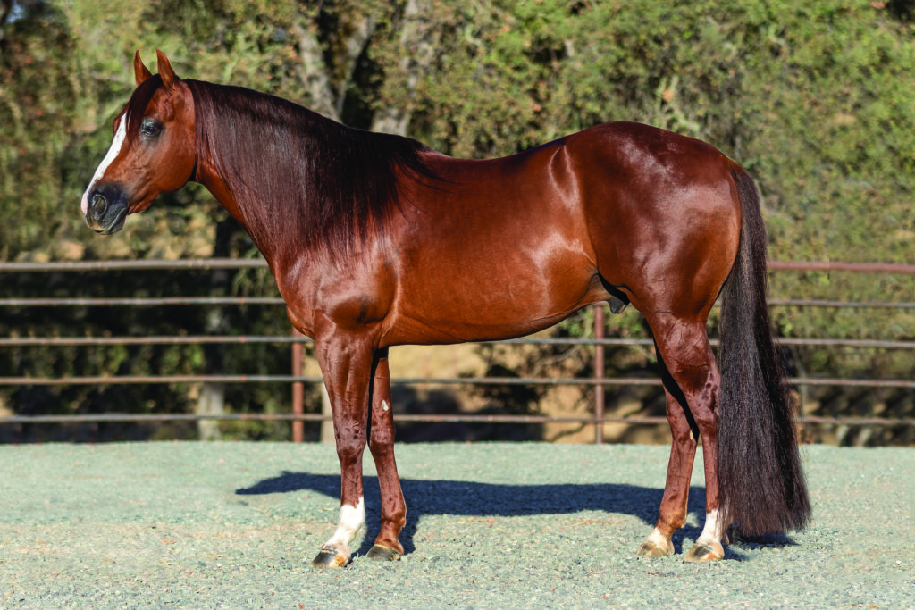 OneFineVintage_CourtesyRobertsonRanches_BreedersGuide2021TRJ_T0A2860-Edit (2)