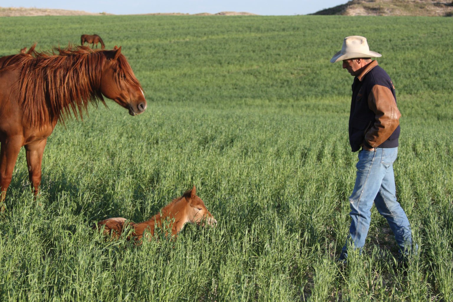 The Pitzer Ranch Legacy: Family Tradition Shaping the Horse Market