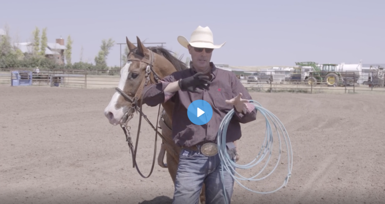 Quick Hopping Steers