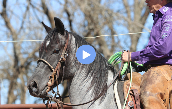 Team Roping Videos