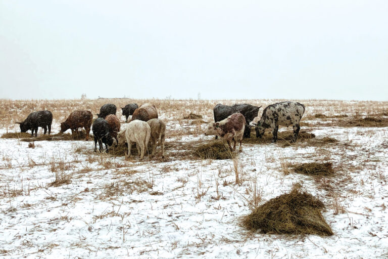 Winter Cattle