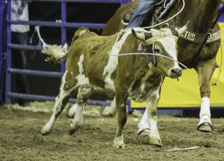 NFR team roping steers