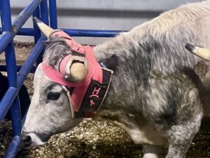 NFR Roping Steer