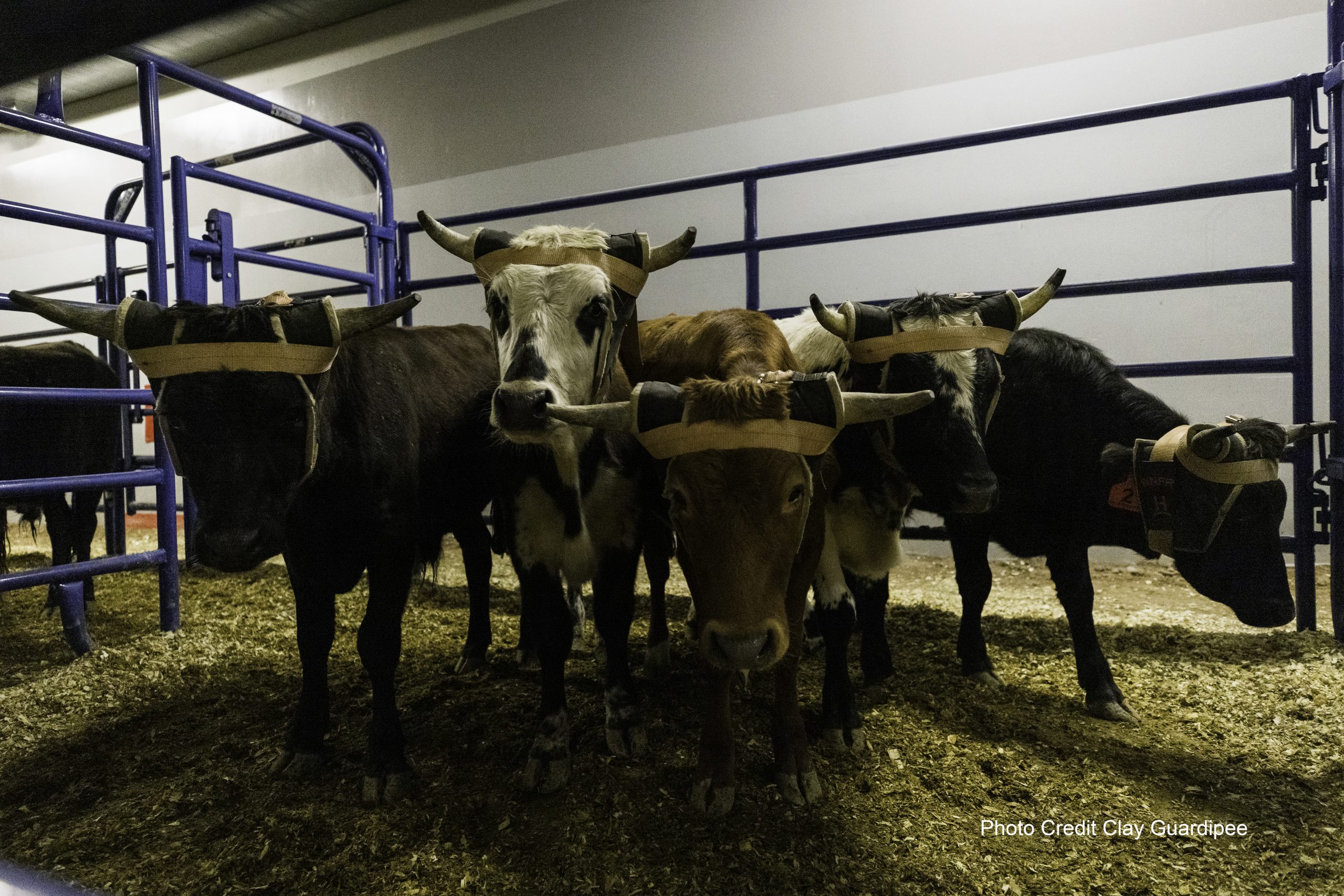 NFR Team Roping Steers