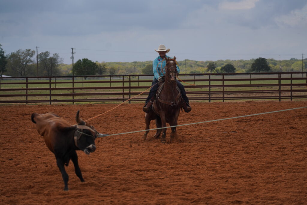 Round 1 National Finals Rodeo Steer Report The Team Roping Journal